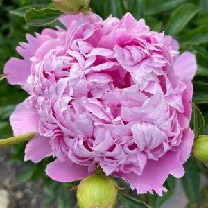 Meet your Posher, Jodi